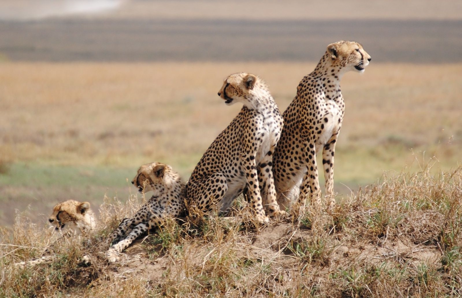 TARANGIRE NATIONAL PARK DAY TRIP