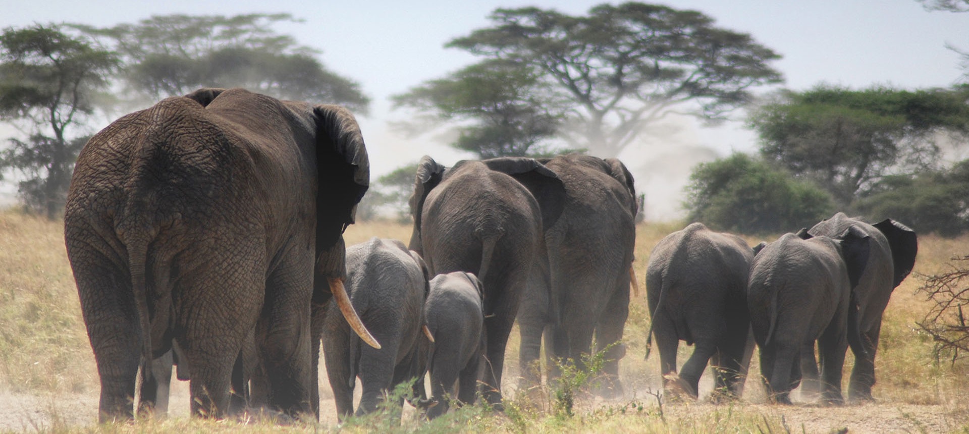 2 DAYS SAFARI (Tarangire & Ngorongoro Crater)